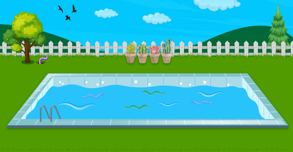 Pool Worms Best Ways to Remove and Keep Away a Your Pool Globo Pool