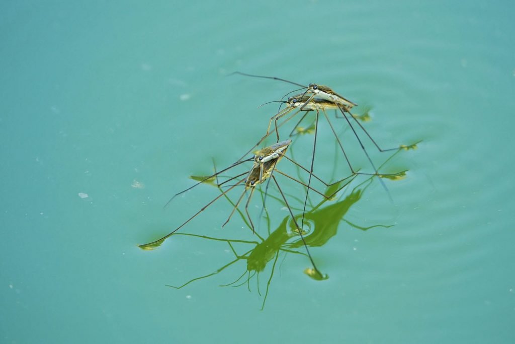 water-bugs-in-your-pool-best-way-to-get-rid-of-them-globo-pool